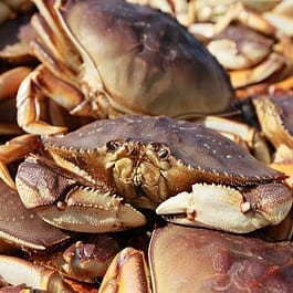 Live Dungeness Crab (per crab)