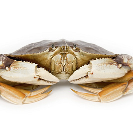 Live Dungeness Crab (per crab)